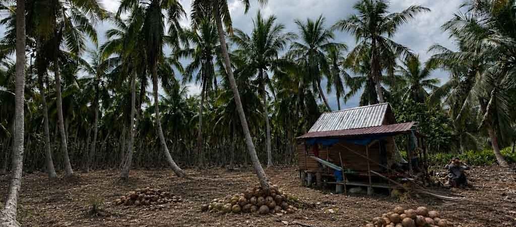 BALAI BESAR PERBENIHAN DAN PERLINDUNGAN TANAMAN PERKEBUNAN MEDAN MELAKUKAN SERTIFIKASI BUTIRAN KELAPA DALAM 