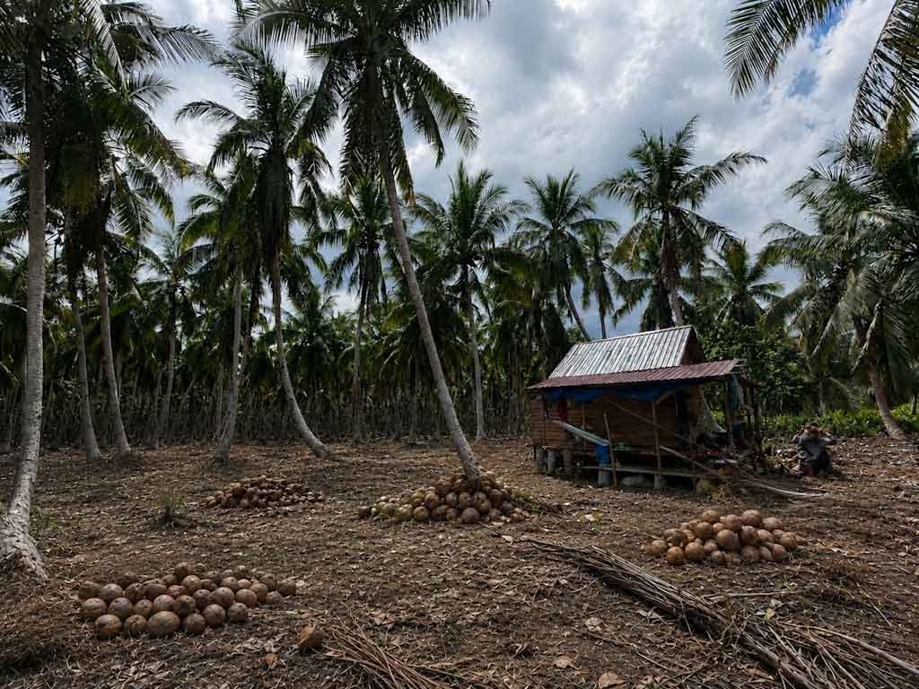 BALAI BESAR PERBENIHAN DAN PERLINDUNGAN TANAMAN PERKEBUNAN MEDAN MELAKUKAN SERTIFIKASI BUTIRAN KELAPA DALAM 