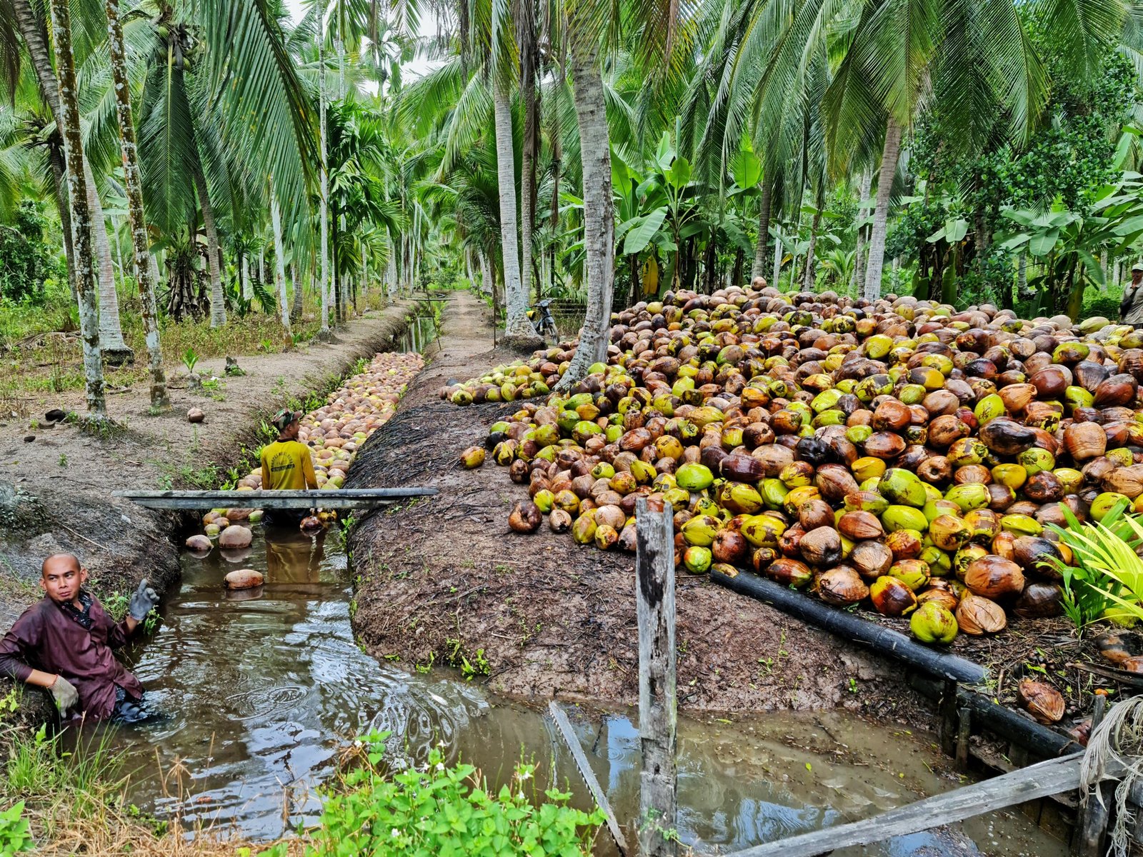 Perkebunan masyarakat Indragiri Hilir