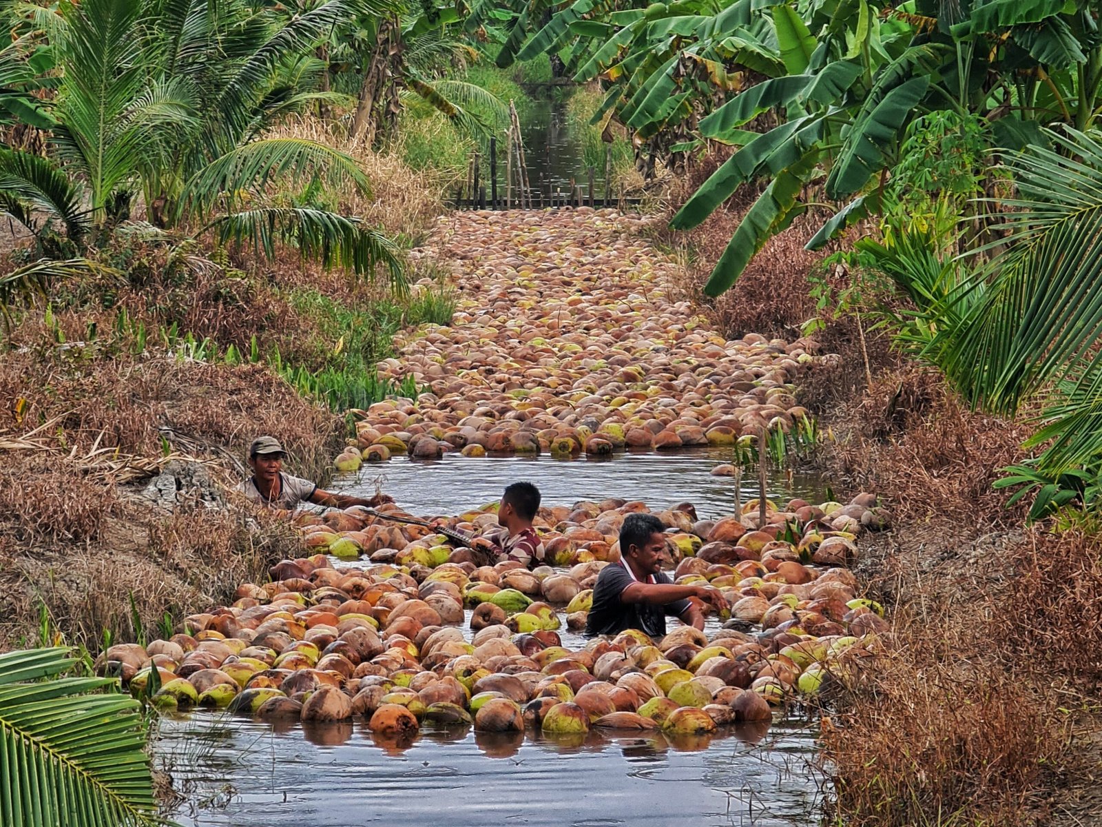 Kehidupan pekebun