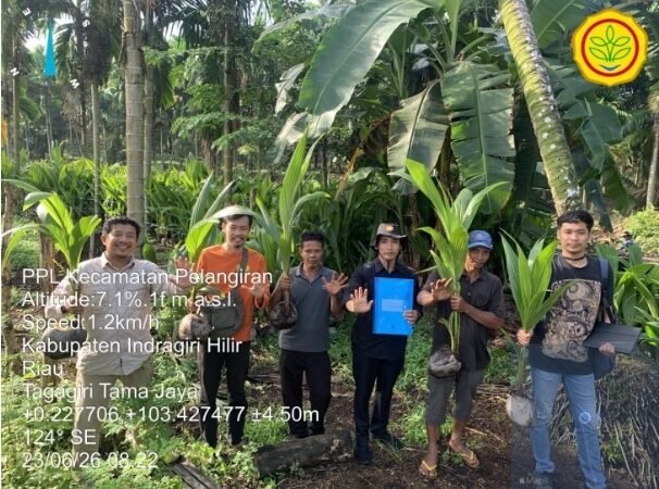 TIM TEKNIS PEREMAJAAN KELAPA DAMPINGI KELOMPOK TANI JAYA MENERIMA BIBIT KELAPA UNGGUL
