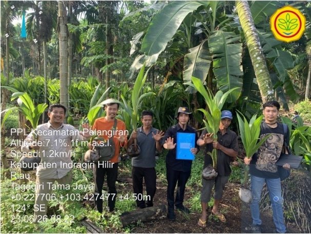 TIM TEKNIS PEREMAJAAN KELAPA DAMPINGI KELOMPOK TANI JAYA MENERIMA BIBIT KELAPA UNGGUL