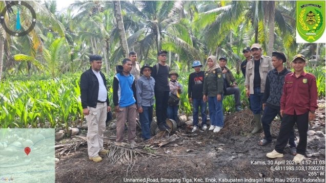UPT PENGAWASAN DAN SERTIFIKASI BENIH PROVINSI RIAU LAKUKAN SERTIFIKASI BENIH KELAPA DALAM SIAP SALUR DALAM RANGKA MENJAGA MUTU BENIH